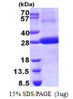 CTSF / Cathepsin F Protein