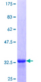 CTSH / Cathepsin H Protein - 12.5% SDS-PAGE Stained with Coomassie Blue.