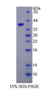 CTSH / Cathepsin H Protein - Recombinant Cathepsin H (CTSH) by SDS-PAGE