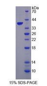 CTSH / Cathepsin H Protein - Recombinant Cathepsin H (CTSH) by SDS-PAGE
