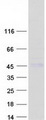 CTSH / Cathepsin H Protein - Purified recombinant protein CTSH was analyzed by SDS-PAGE gel and Coomassie Blue Staining