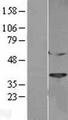 CTSL / Cathepsin L Protein - Western validation with an anti-DDK antibody * L: Control HEK293 lysate R: Over-expression lysate