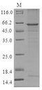 CTSO Protein - (Tris-Glycine gel) Discontinuous SDS-PAGE (reduced) with 5% enrichment gel and 15% separation gel.