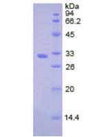 CTSV / Cathepsin V Protein - Active Cathepsin V (CTSV) by SDS-PAGE