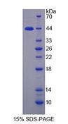 CTSW / Cathepsin W Protein - Recombinant Cathepsin W (CTSW) by SDS-PAGE