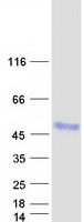 CTSZ / Cathepsin Z Protein - Purified recombinant protein CTSZ was analyzed by SDS-PAGE gel and Coomassie Blue Staining