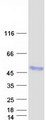 CTSZ / Cathepsin Z Protein - Purified recombinant protein CTSZ was analyzed by SDS-PAGE gel and Coomassie Blue Staining