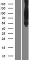 CTTN / Cortactin Protein - Western validation with an anti-DDK antibody * L: Control HEK293 lysate R: Over-expression lysate