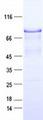 CTTN / Cortactin Protein