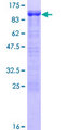 CTTN / Cortactin Protein - 12.5% SDS-PAGE of human CTTN stained with Coomassie Blue