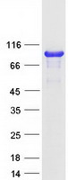 CTTN / Cortactin Protein - Purified recombinant protein CTTN was analyzed by SDS-PAGE gel and Coomassie Blue Staining
