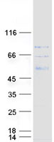 CTTNBP2NL Protein - Purified recombinant protein CTTNBP2NL was analyzed by SDS-PAGE gel and Coomassie Blue Staining