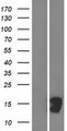 CTXN3 Protein - Western validation with an anti-DDK antibody * L: Control HEK293 lysate R: Over-expression lysate
