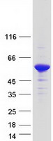 CUEDC1 Protein - Purified recombinant protein CUEDC1 was analyzed by SDS-PAGE gel and Coomassie Blue Staining
