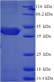 CUEDC2 Protein