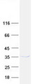 CUEDC2 Protein - Purified recombinant protein CUEDC2 was analyzed by SDS-PAGE gel and Coomassie Blue Staining