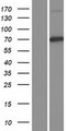 CUL1 / Cullin 1 Protein - Western validation with an anti-DDK antibody * L: Control HEK293 lysate R: Over-expression lysate