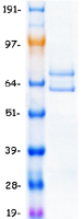 CUL1 / Cullin 1 Protein - Purified recombinant protein CUL1 was analyzed by SDS-PAGE gel and Coomassie Blue Staining
