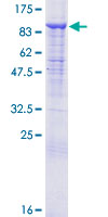 CUL2 / Cullin 2 Protein - 12.5% SDS-PAGE of human CUL2 stained with Coomassie Blue