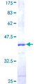 CUL2 / Cullin 2 Protein - 12.5% SDS-PAGE Stained with Coomassie Blue.