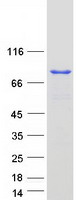 CUL3 / Cullin 3 Protein - Purified recombinant protein CUL3 was analyzed by SDS-PAGE gel and Coomassie Blue Staining