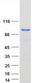CUL3 / Cullin 3 Protein - Purified recombinant protein CUL3 was analyzed by SDS-PAGE gel and Coomassie Blue Staining