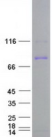 CUL5 / Cullin-5 Protein - Purified recombinant protein CUL5 was analyzed by SDS-PAGE gel and Coomassie Blue Staining