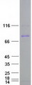 CUL5 / Cullin-5 Protein - Purified recombinant protein CUL5 was analyzed by SDS-PAGE gel and Coomassie Blue Staining