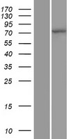 Cullin 4A / CUL4A Protein - Western validation with an anti-DDK antibody * L: Control HEK293 lysate R: Over-expression lysate
