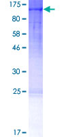 Cullin 4A / CUL4A Protein - 12.5% SDS-PAGE of human CUL4A stained with Coomassie Blue