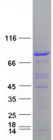 Cullin 4A / CUL4A Protein - Purified recombinant protein CUL4A was analyzed by SDS-PAGE gel and Coomassie Blue Staining