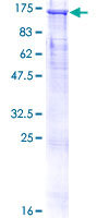 Cullin 4B / CUL4B Protein - 12.5% SDS-PAGE of human CUL4B stained with Coomassie Blue