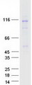 Cullin 4B / CUL4B Protein - Purified recombinant protein CUL4B was analyzed by SDS-PAGE gel and Coomassie Blue Staining