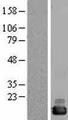 CUTA Protein - Western validation with an anti-DDK antibody * L: Control HEK293 lysate R: Over-expression lysate