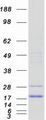 CUTA Protein - Purified recombinant protein CUTA was analyzed by SDS-PAGE gel and Coomassie Blue Staining