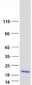 CUTA Protein - Purified recombinant protein CUTA was analyzed by SDS-PAGE gel and Coomassie Blue Staining