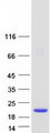 CUTA Protein - Purified recombinant protein CUTA was analyzed by SDS-PAGE gel and Coomassie Blue Staining