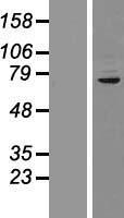 CUX1 / CASP Protein