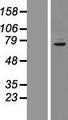 CUX1 / CASP Protein