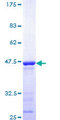 CUX1 / CASP Protein - 12.5% SDS-PAGE Stained with Coomassie Blue.