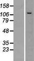 CWC22 Protein - Western validation with an anti-DDK antibody * L: Control HEK293 lysate R: Over-expression lysate