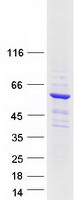 CWF19L1 Protein - Purified recombinant protein CWF19L1 was analyzed by SDS-PAGE gel and Coomassie Blue Staining