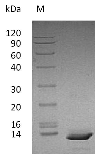 CXCL1 / GRO Alpha Protein - (Tris-Glycine gel) Discontinuous SDS-PAGE (reduced) with 5% enrichment gel and 15% separation gel.