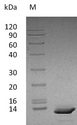 CXCL1 / GRO Alpha Protein - (Tris-Glycine gel) Discontinuous SDS-PAGE (reduced) with 5% enrichment gel and 15% separation gel.