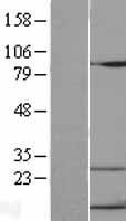 CXCL10 / IP-10 Protein - Western validation with an anti-DDK antibody * L: Control HEK293 lysate R: Over-expression lysate