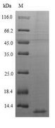 CXCL10 / IP-10 Protein - (Tris-Glycine gel) Discontinuous SDS-PAGE (reduced) with 5% enrichment gel and 15% separation gel.