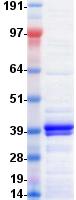 CXCL11 Protein