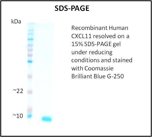 CXCL11 Protein