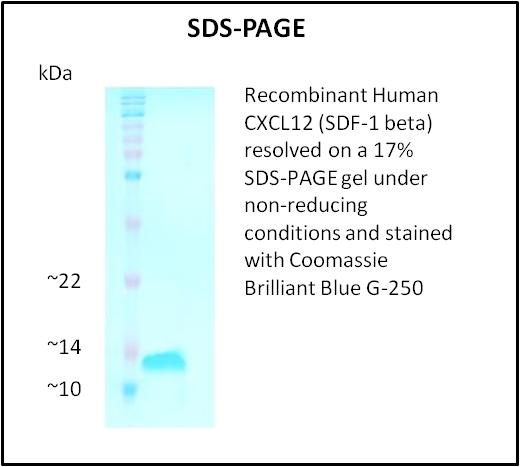 cxcl12a / sdf1a Protein