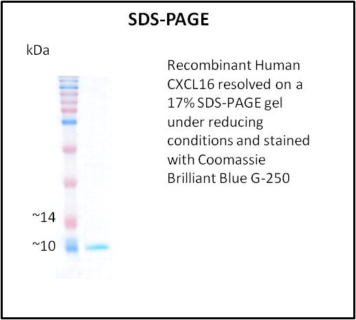 CXCL16 Protein